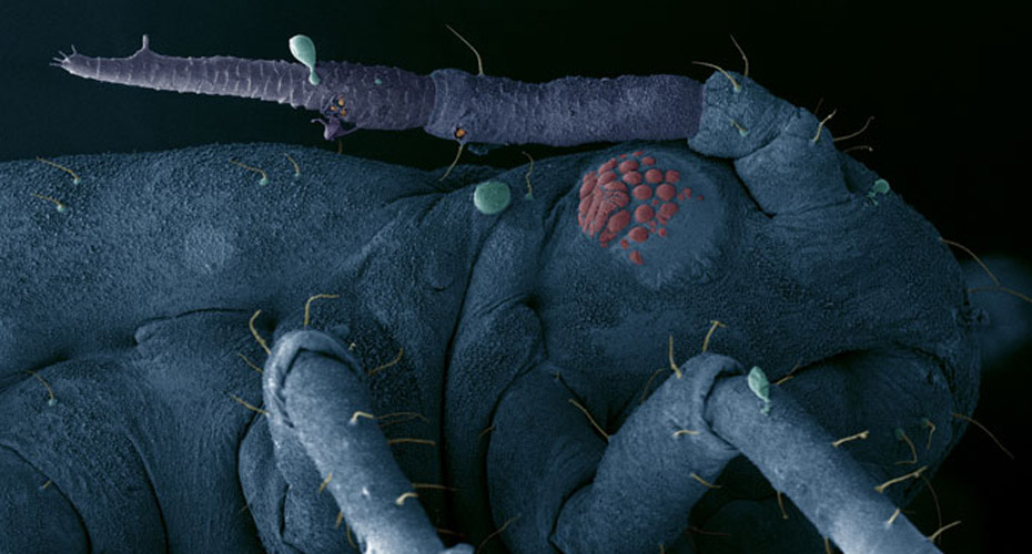 Close up scanned image of an aphid