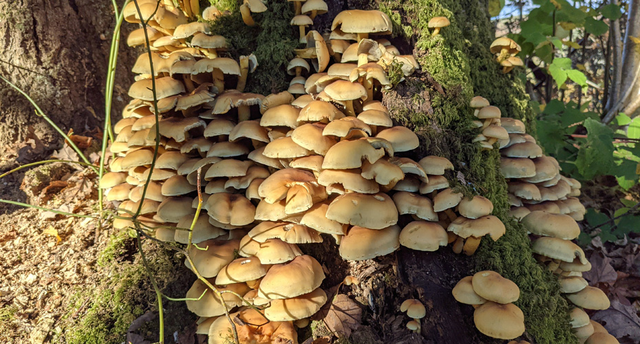 Fungi growing at the base of a tree trunk